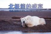 北极熊的盛宴(2015英国7.6分自然片)北极熊的盛宴 第1集 北极熊啃食鲸鱼残骸享受美味大餐